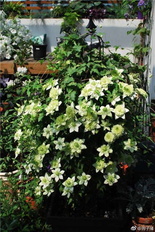 Hydrangea