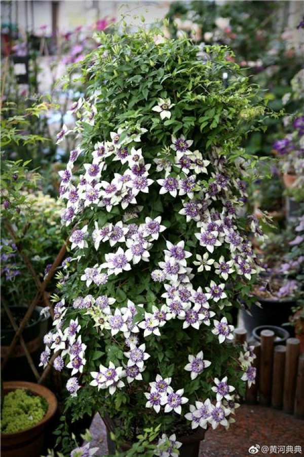 Hydrangea