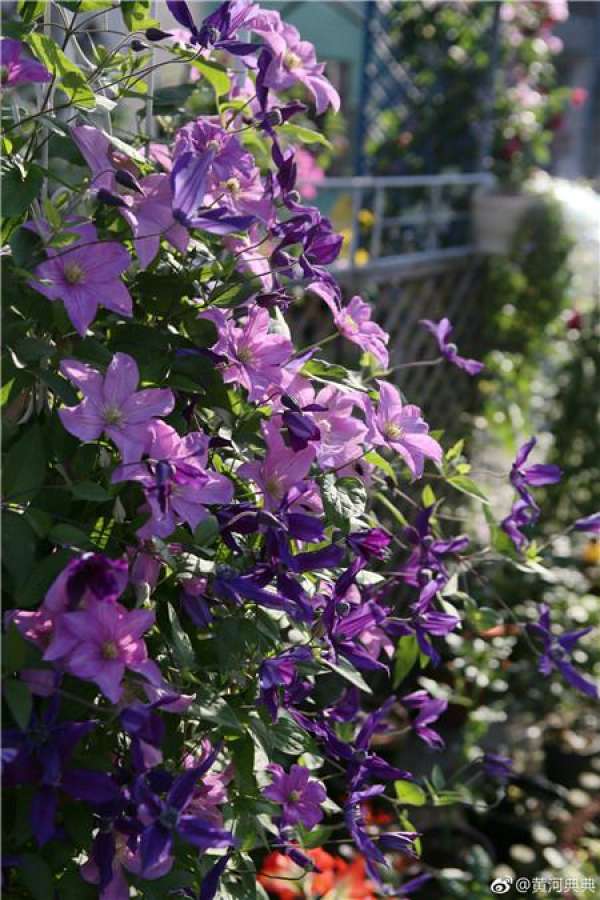 The intoxicating clematis