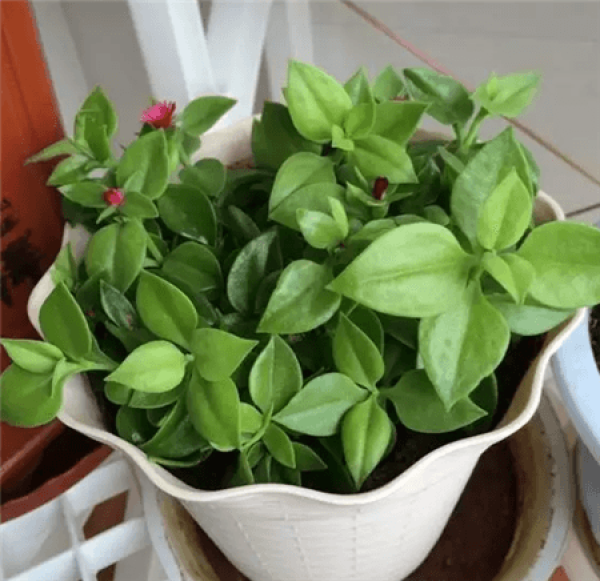 Peony chlorophytum cutting
