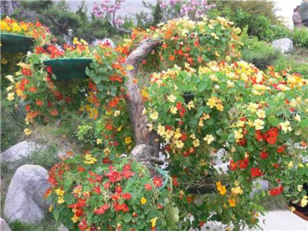 Tropaeolum
