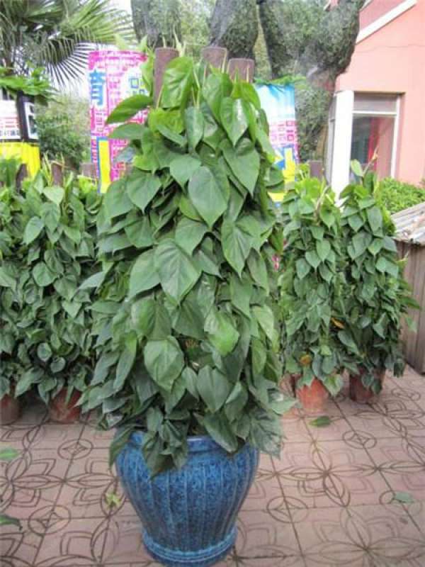 Cissus glabra