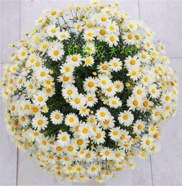 white Petunia