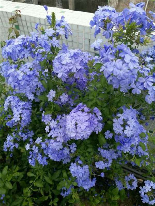 Blue Snowflake