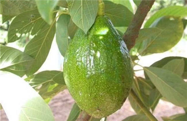 Punctate fruit rot Punctate fruit rot