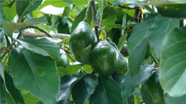 fertilization technology of avocado