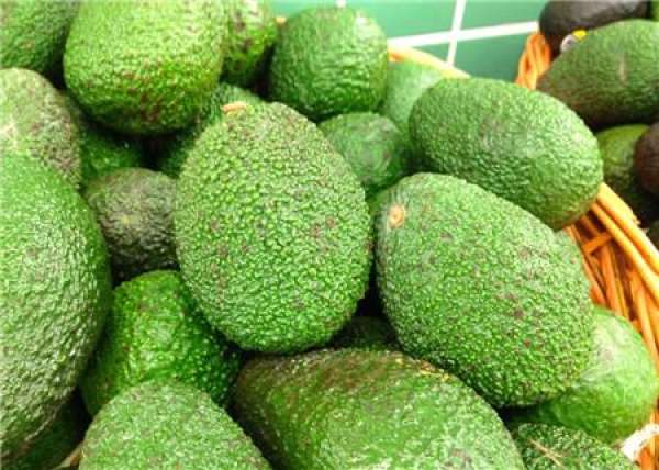 fertilization technology of avocado