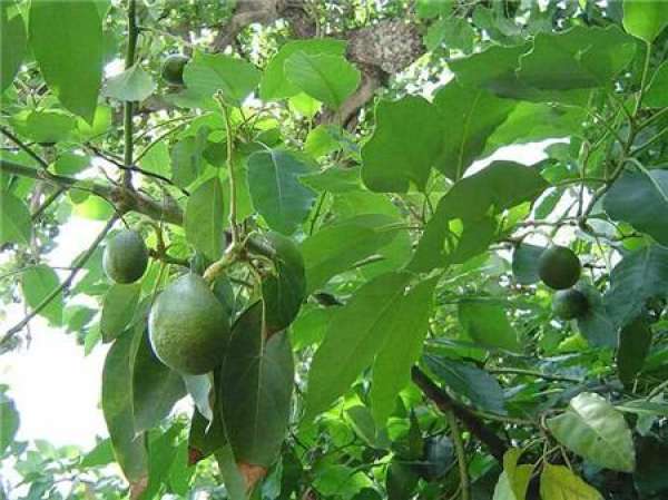 Curing and fertilizing avocado