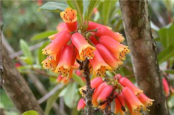 cultivation method of Rhododendron tubulosa