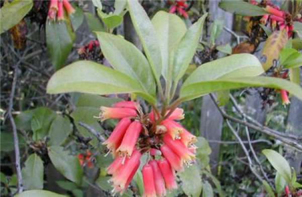 cultivation method of Rhododendron tubulosa