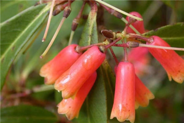 Points for attention in cultivation of Rhododendron tubulosum