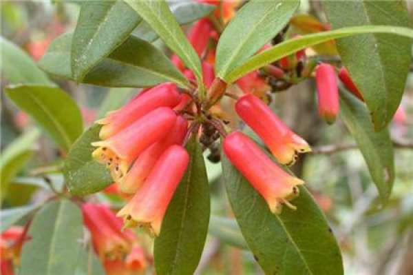 cutting propagation of azalea