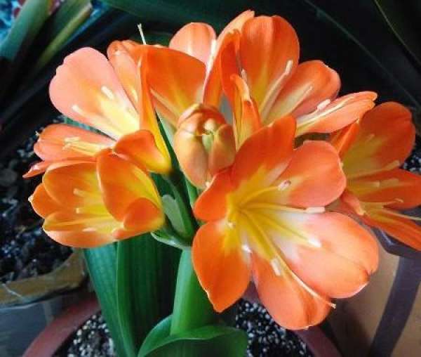 Curing of Clivia miniata in winter — — Avoid low temperature and dryness
