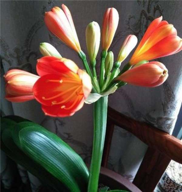 How does the clivia with arrows bloom?