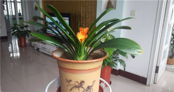 cultivation of Clivia in pine needle soil
