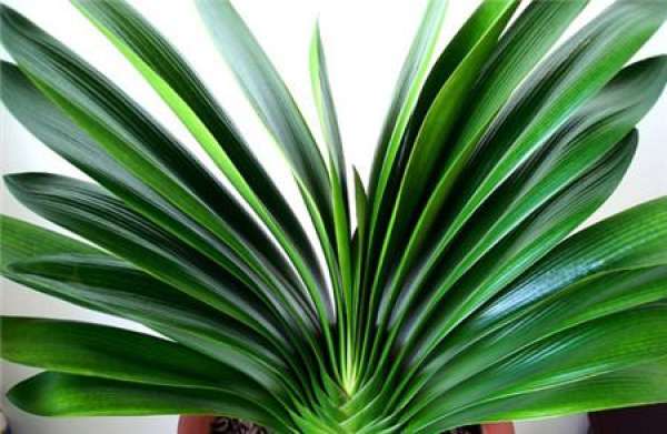 Fertilization and Maintenance of Clivia miniata