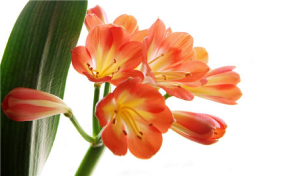 Avoid coldness when breeding Clivia in winter