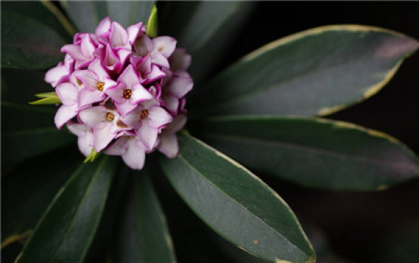 What about the leaves of Daphne?