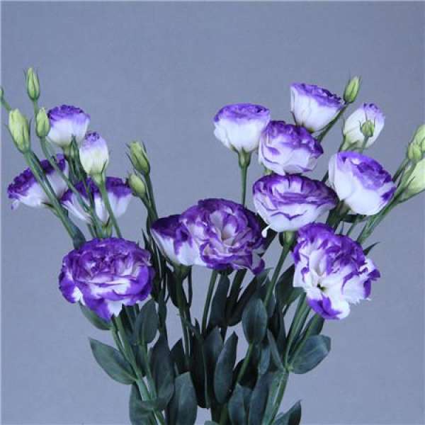 Maintenance of Eustoma grandiflorum after Flowering
