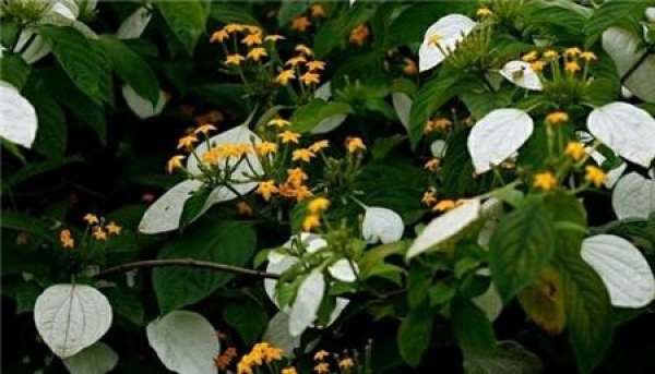 florescence of yuyejinhua