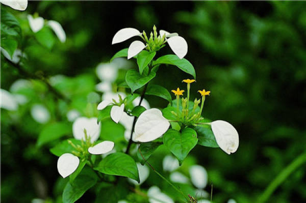 The Flowering Mechanism of Mussaenda gracilis