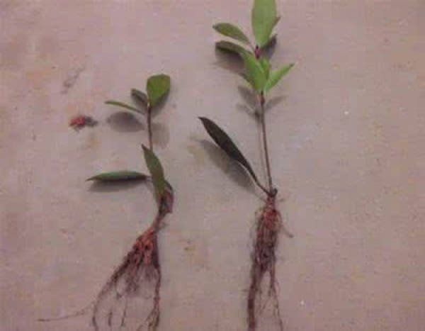 Notes on Photinia fraseri