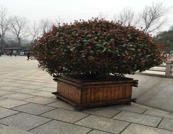 Diseases and insect pests of Photinia fraseri