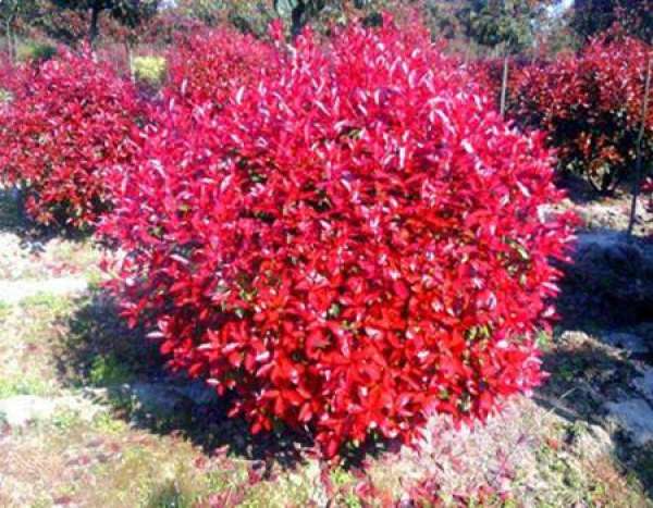Modeling of Photinia fraseri