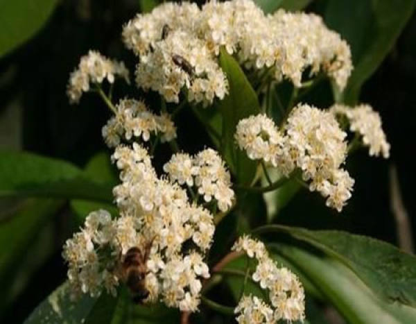 seed propagation of Photinia
