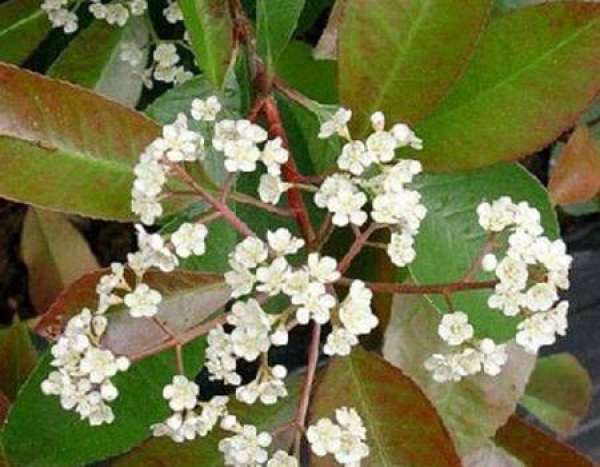Cutting Propagation of Photinia serrulata