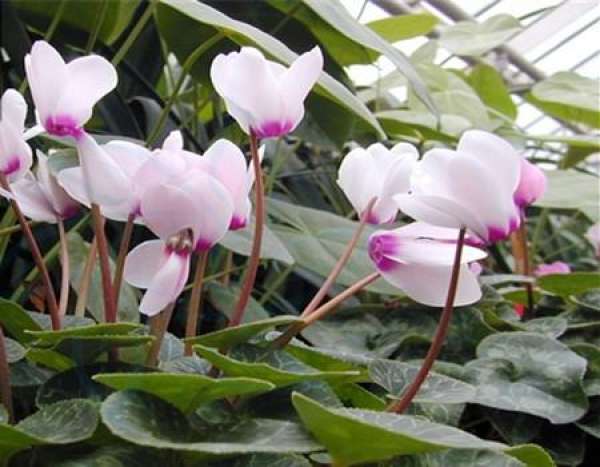 Precautions for Cyclamen