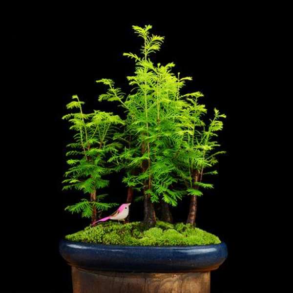 Wate supply of Metasequoia glyptostroboides