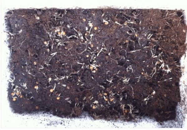 Bean sprout soil