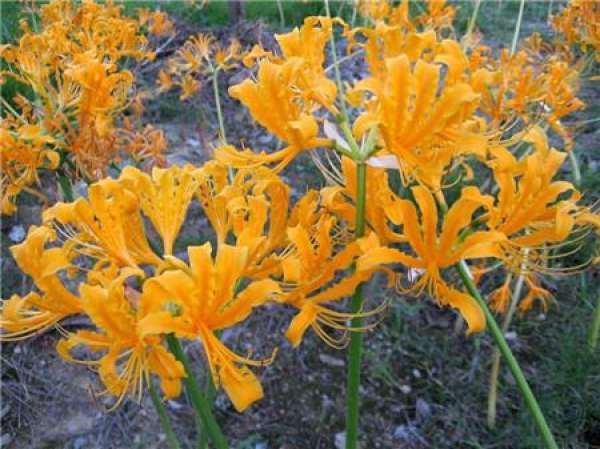 Lycoris aurea tissue culture propagation method