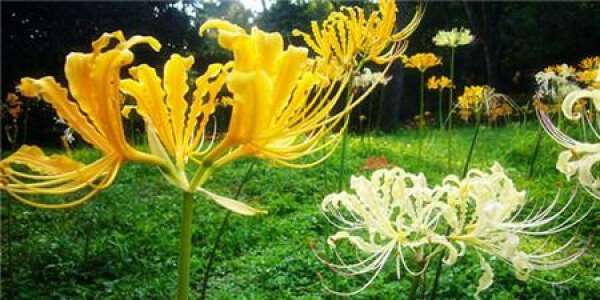 chuckling cultivation method