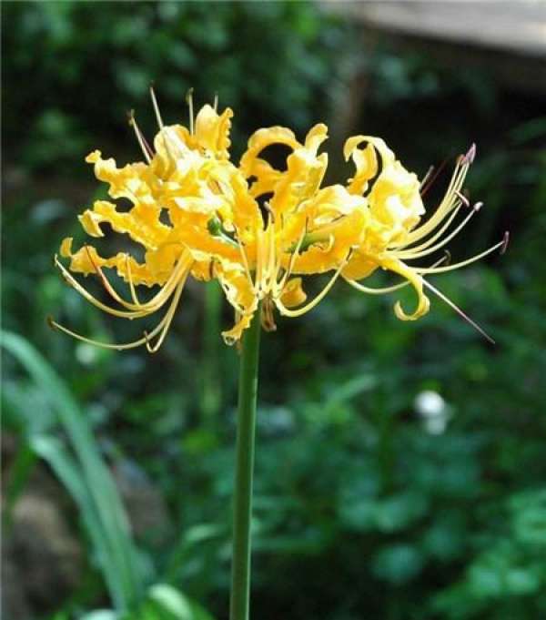 Lycoris aurea does not need too much fertilizer to grow.