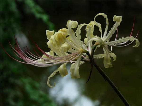 culture method of Lycoris radiata