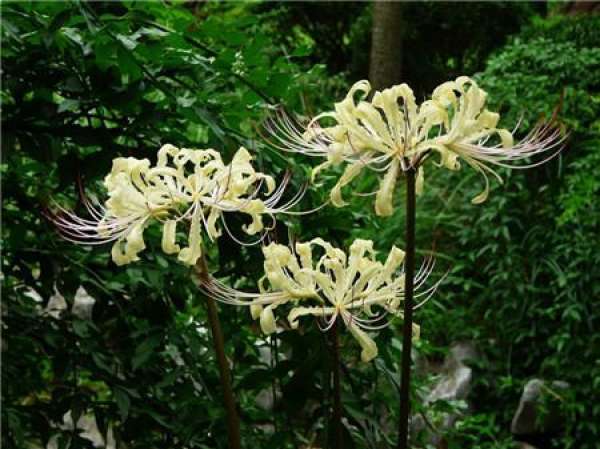 culture method of Lycoris radiata