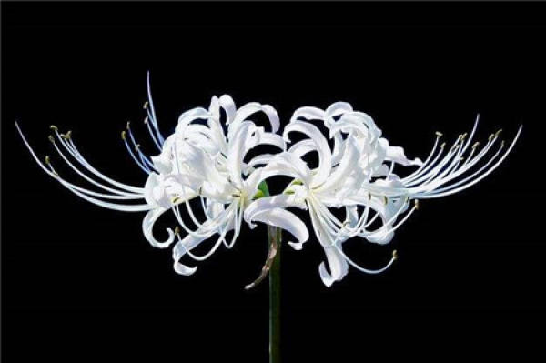 After the plants are cultivated, the plants are thoroughly watered,