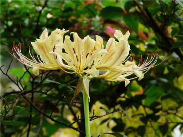 the method of branch propagation of Lycoris radiata
