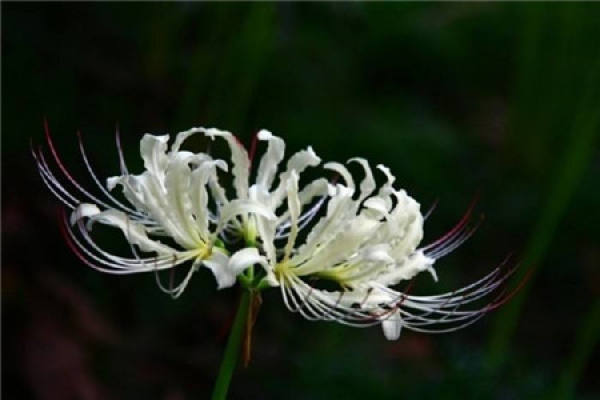 Sowing and propagating method of Lycoris radiata