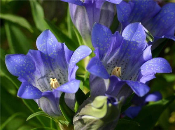 Gentiana propagation method