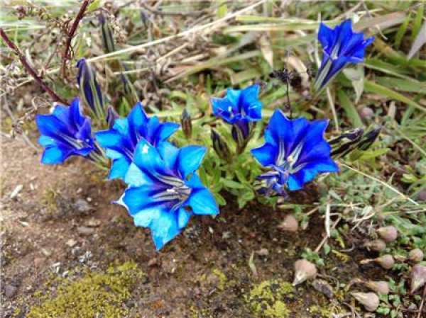 Gentiana propagation method
