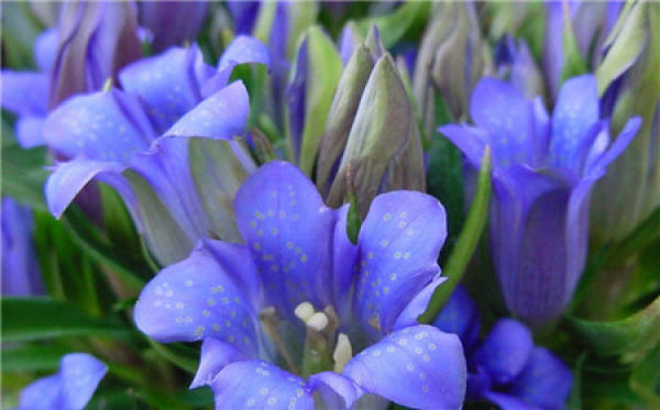 Precautions for propagation of gentian