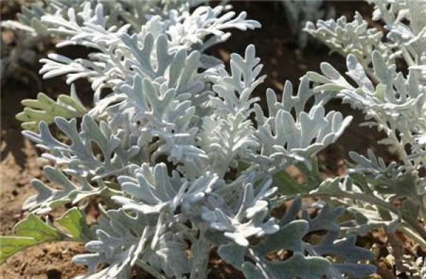 Watering should be based on the principle of 