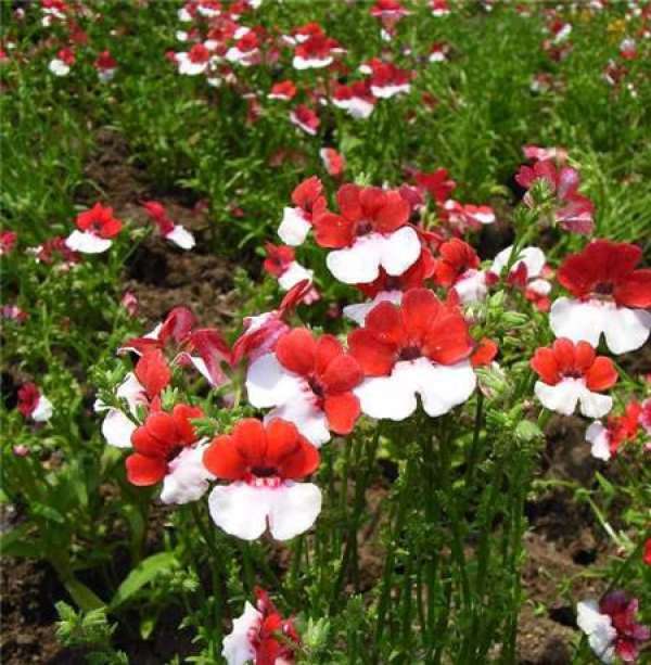 precautions for seedling raising