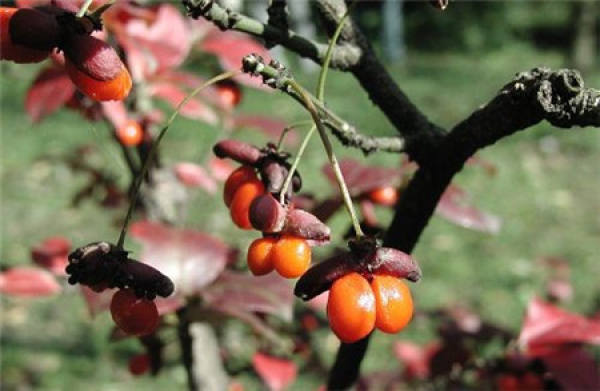 Euonymus alatus grow new branches and leaves in springs