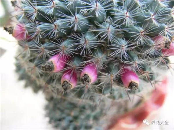 Cactus result