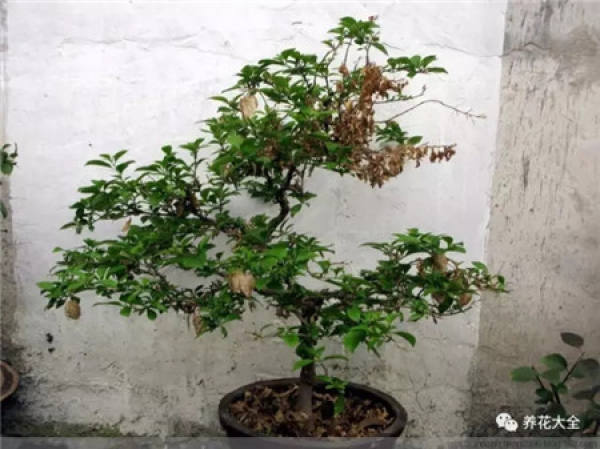 Gardenia trimming
