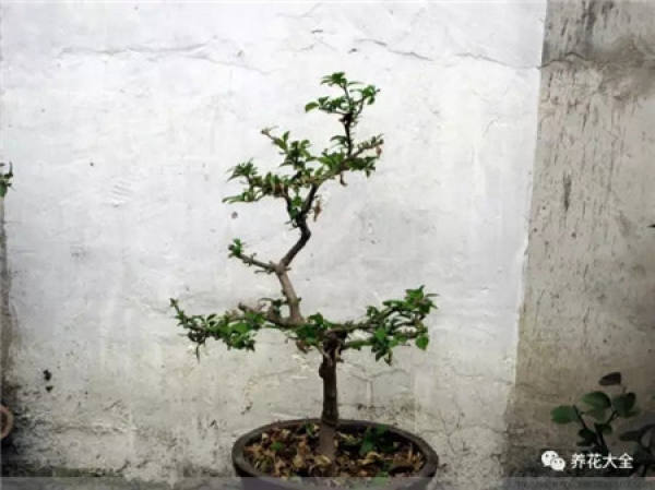 Gardenia trimming
